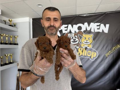 YENİ SHOOOWWW KALİTE TOY POODLE YAVRULR ANKARA MAĞAZAMZDA