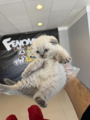 SCOTTISH FOLD YAVRULAR BRITISH YAVRULAR RENK RENK ANK