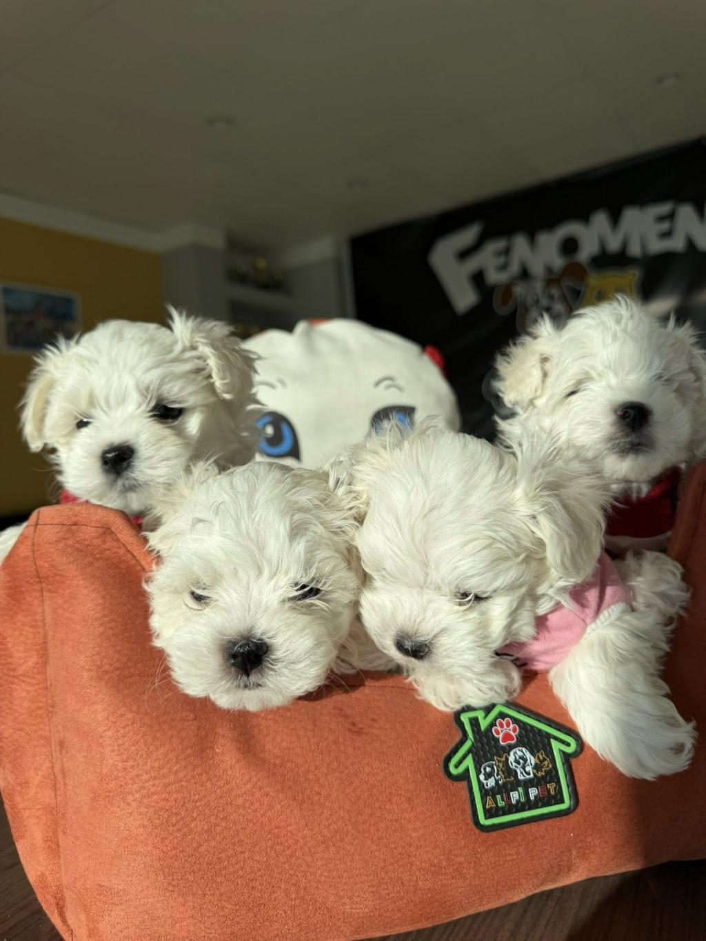 MALTESE YAVRULAR MALTİPO VE TOY POODLE YAVRULAR ANKARA