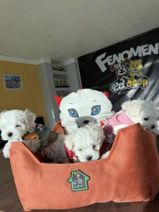 MALTESE YAVRULAR MALTİPO VE TOY POODLE YAVRULAR ANKARA
