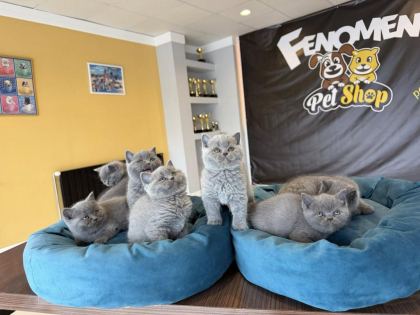 SCOTTISH FOLD YAVRULAR BRITISH YAVRULAR RENK RENK ANK