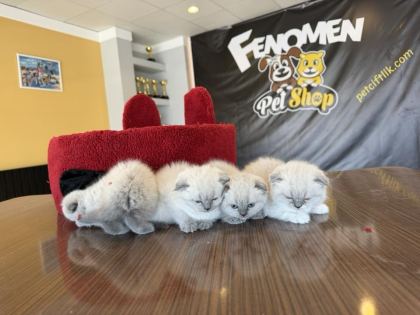 SCOTTISH FOLD YAVRULAR BRITISH YAVRULAR RENK RENK ANK