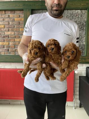 MALTESE YAVRULAR MALTİPO VE TOY POODLE YAVRULAR ANKARA