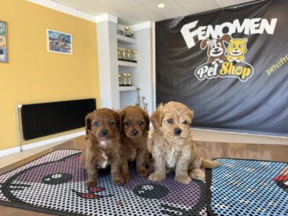 SHOOOOWWWW KALİTE MALTİPOO YAVRULAR ANKARA MAĞAZAMIZDA