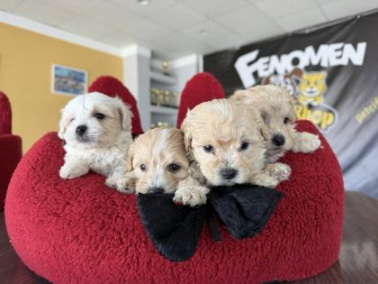 MALTESE YAVRULAR MALTİPO VE TOY POODLE YAVRULAR ANKARA
