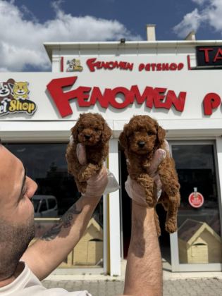 MALTESE YAVRULAR MALTİPO VE TOY POODLE YAVRULAR ANKARA