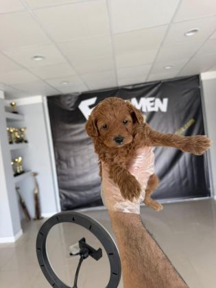 MALTESE YAVRULAR MALTİPO VE TOY POODLE YAVRULAR ANKARA