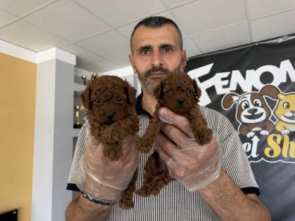 YENİ SHOOOWWW KALİTE TOY POODLE YAVRULR ANKARA MAĞAZAMZDA