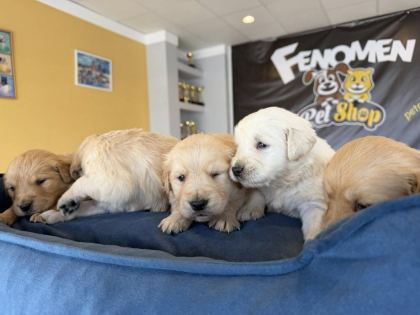 ORJİNAL GOLDEN RETRIEWER YAVRULR SAFKAN BELGELİ ANKARA