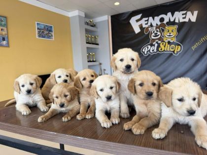 ORJİNAL GOLDEN RETRIEWER YAVRULR SAFKAN BELGELİ ANKARA