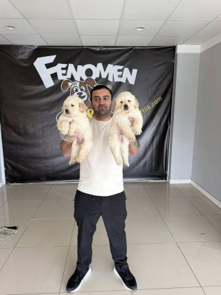 ORJİNAL GOLDEN RETRIEWER YAVRULR SAFKAN BELGELİ ANKARA