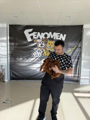 MALTESE YAVRULAR MALTİPO VE TOY POODLE YAVRULAR ANKARA