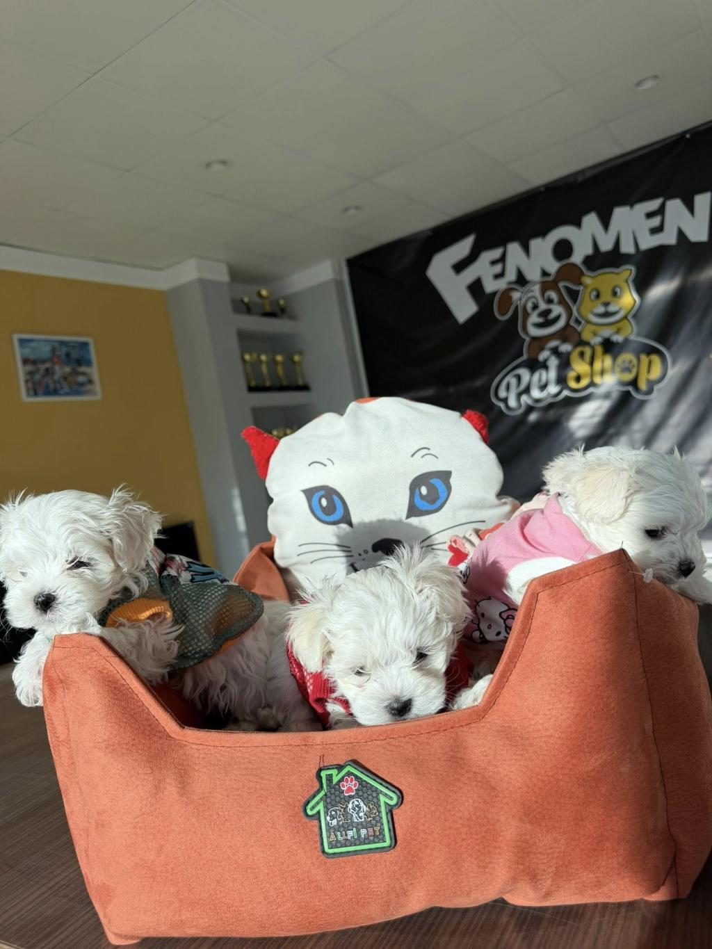 MALTESE YAVRULAR MALTİPO VE TOY POODLE YAVRULAR ANKARA