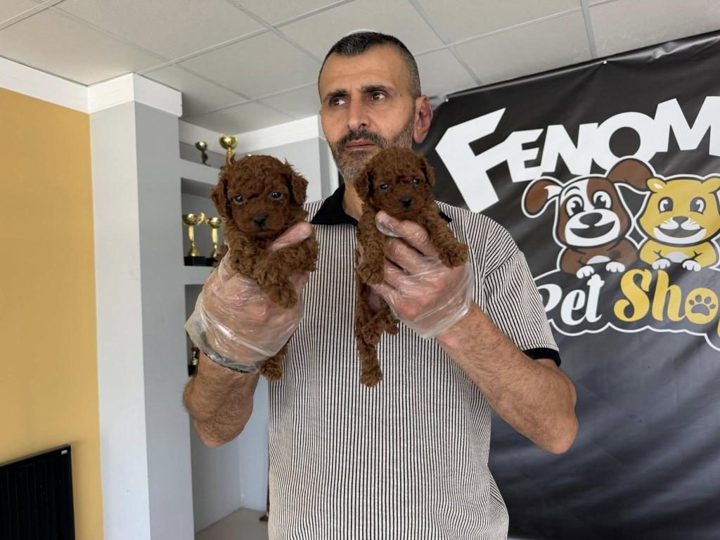 YENİ SHOOOWWW KALİTE TOY POODLE YAVRULR ANKARA MAĞAZAMZDA