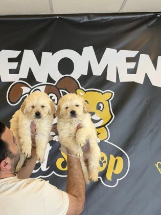 BABY FACE GOLDEN RETRIEWER YAVRULARIMIZ SAFKAN BELGELİ