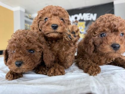MALTESE YAVRULAR MALTİPO VE TOY POODLE YAVRULAR ANKARA