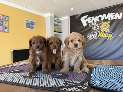 SHOOOOWWWW KALİTE MALTİPOO YAVRULAR ANKARA MAĞAZAMIZDA