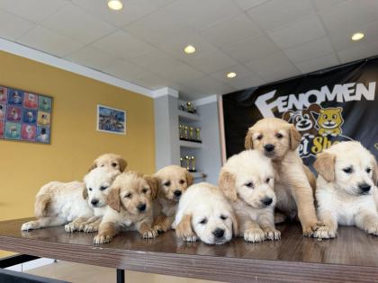 ORJİNAL GOLDEN RETRIEWER YAVRULR SAFKAN BELGELİ ANKARA