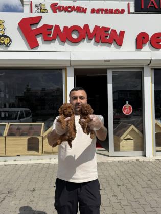 KAR BEYAZ MALTESE TERRİER YAVRULARIMIZ GÜNCEL ANKARA
