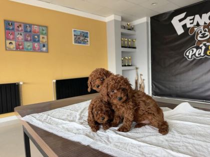 EN GÜZEL TOY POODLE YAVRULAR ANKARA MAĞAZAMIZDA GÖRÜN