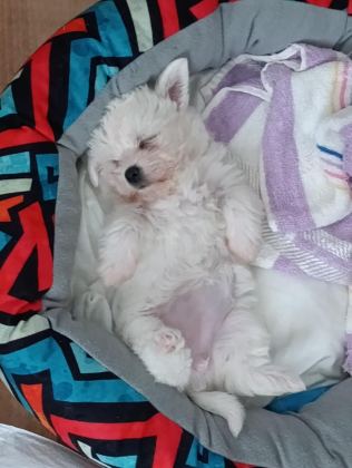 2 AYLIK DİŞİ MALTESE