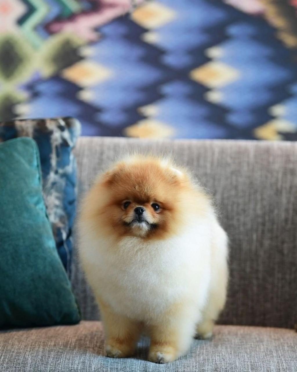 POMERANİAN BOO YAVRULARI