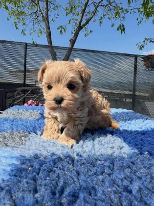 IRK GARANTİLİ MALTİPOO YAVRULARI
