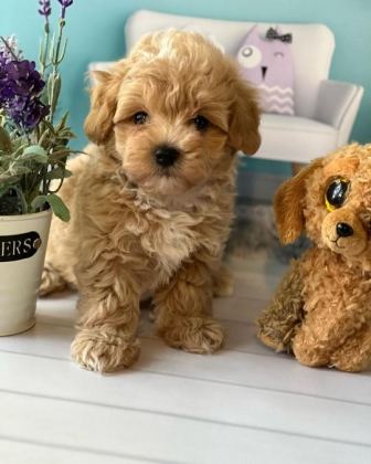 SEVİMLİ MALTİPOO YAVRULARI