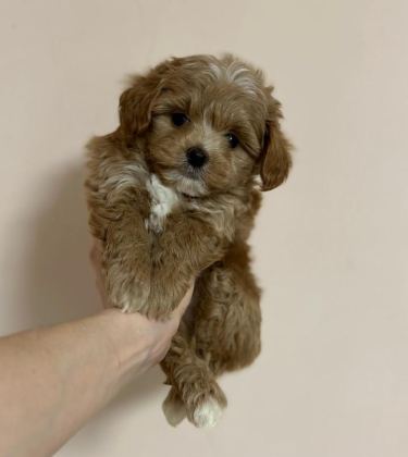 EVİNİZE NEŞE KATACAK MALTİPOO YAVRULARI
