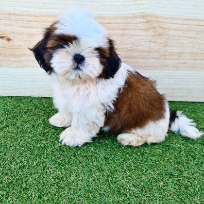 IRK GARANTİLİ SHİH TZU YAVRULARI