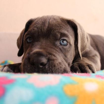BLUE CANE CORSO YAVRULARI