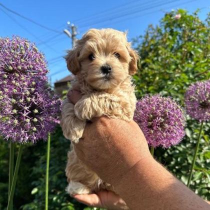 EVİNİZE NEŞE KATACAK MALTİPOO YAVRULARI