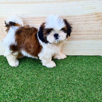 IRK GARANTİLİ SHİH TZU YAVRULARI