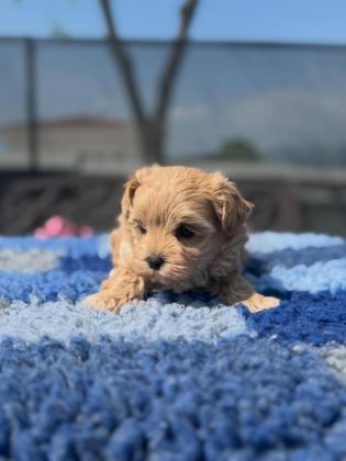 IRK GARANTİLİ MALTİPOO YAVRULARI