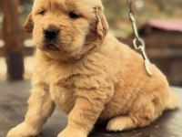 GOLDEN RETRİEVER YAVRULARI