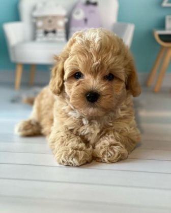 SEVİMLİ MALTİPOO YAVRULARI