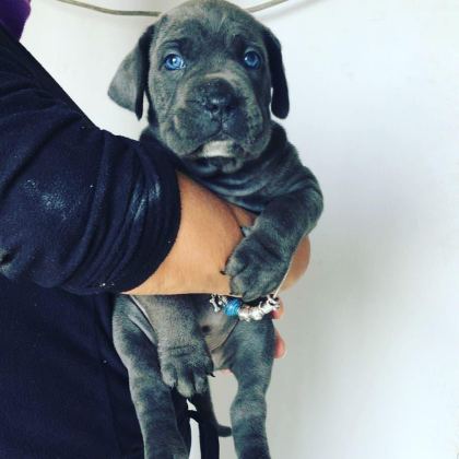 BLUE CANE CORSO YAVRULARI
