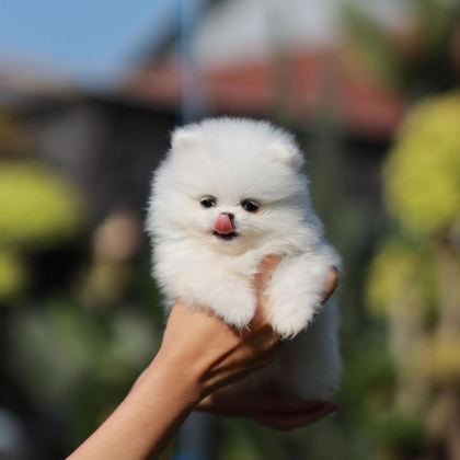 TEDDY BEAR POMERANİAN YAVRULARI