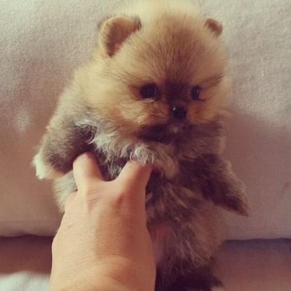 TEDDY BEAR POMERANİAN YAVRULARI
