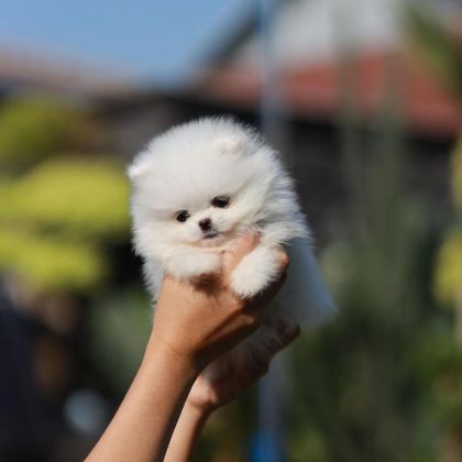 TEDDY BEAR POMERANİAN YAVRULARI