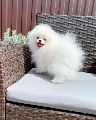 POMERANİAN BOO YAVRULARI