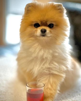 POMERANİAN BOO YAVRULARI