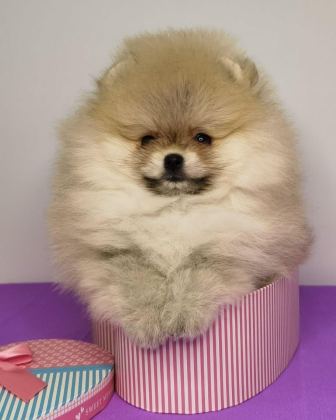TEDDY BEAR POMERANİAN YAVRULARI