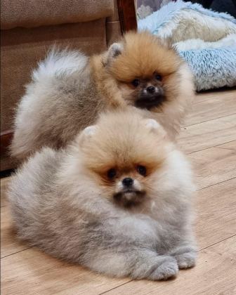TEDDY BEAR POMERANİAN YAVRULARI