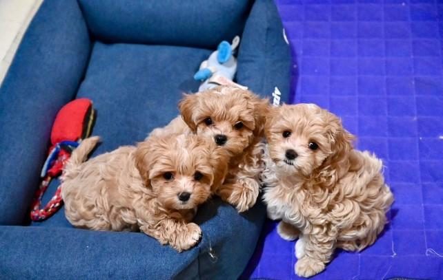 EVİNİZE NEŞE KATACAK MALTİPOO YAVRULARI
