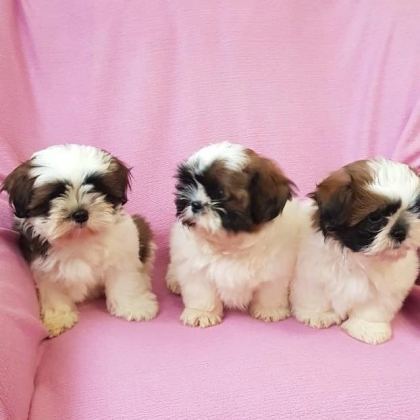 Irk Garantili Shih Tzu Yavruları
