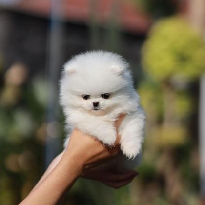 TEDDY BEAR POMERANİAN YAVRULARI
