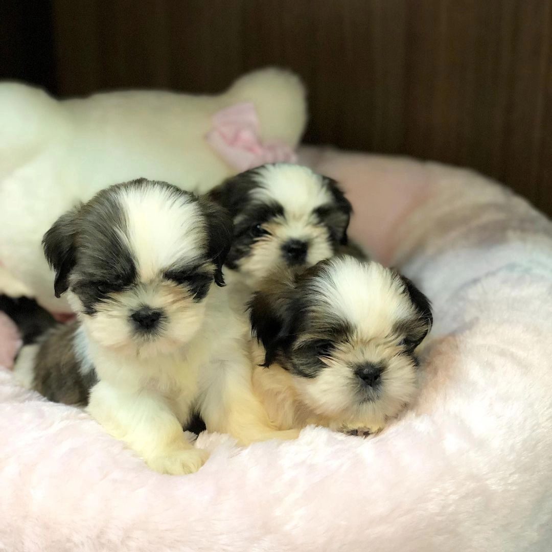 Irk Garantili Shih Tzu Yavruları