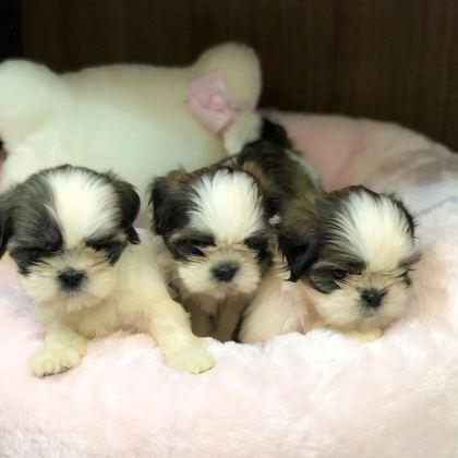 Irk Garantili Shih Tzu Yavruları