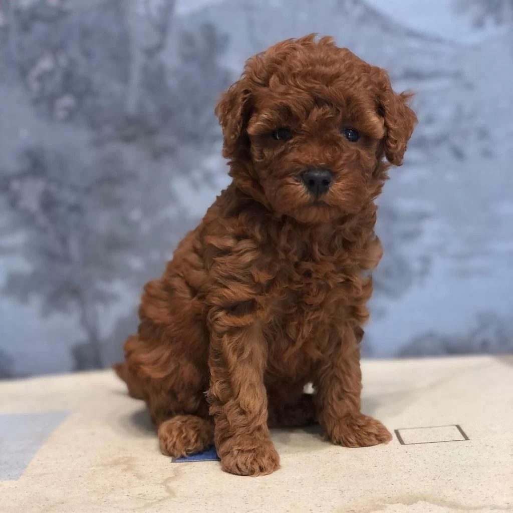 Toy Poodle Yavrulari